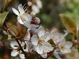 樱桃,花,春