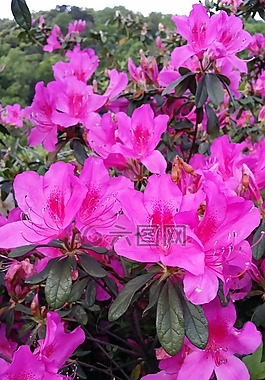 粉紅色的花,花的,春