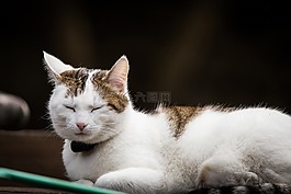 貓,寵物,動物