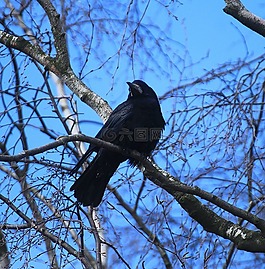 燕窩,烏鴉,crow's nests