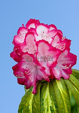 花,美麗,自然