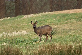 獐鹿,狍 capreoluswild,集