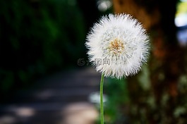 薩爾瓦多,園藝,花園