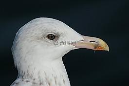 青魚鷗,海鷗,拉魯斯弓