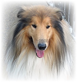 狗,美麗,牧羊犬