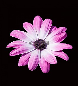 花,美麗,雛菊