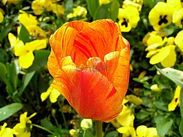 郁金香,開(kāi)花,花