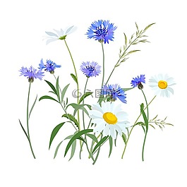 鮮花,花的領域,字段