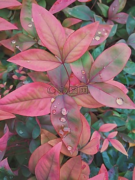 粉紅色,鮮花,花園