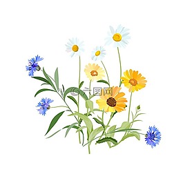 鮮花,花的領域,字段