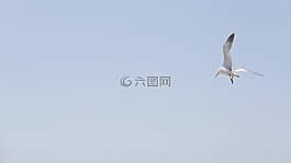 海鷗,海,天空