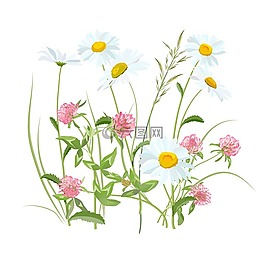 鮮花,花的領域,字段