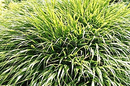 草,綠色,計劃