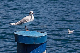 海鷗,鳥,樁
