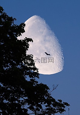 月球,樹,夜
