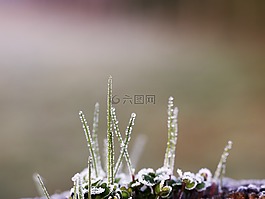 性質(zhì),戶外,花