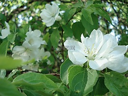 蘋果樹,開花,樹