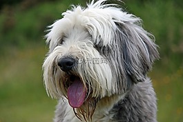 狗,留着胡子的牧羊犬,牧羊犬