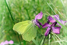蝴蝶,gonepteryx rhamni,紫色的小花
