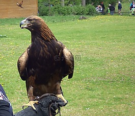 動(dòng)物園,鳥瞰,阿德勒