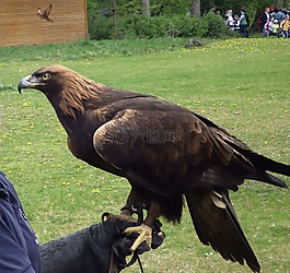 動物園,鳥瞰,阿德勒
