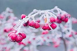 冬天,枝杈,雪