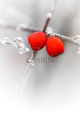 紅色漿果,枝杈,冷