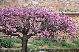 樹(shù),開(kāi)花,西班牙