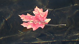 性質(zhì),沉默,水