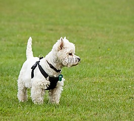狗,westie,西部高地梗