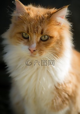 貓,寵物,動物