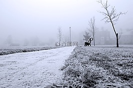 冬天,枝杈,雪