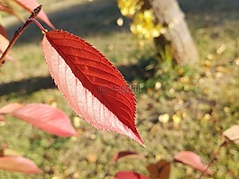 樹(shù)葉,秋季,秋天的樹(shù)葉