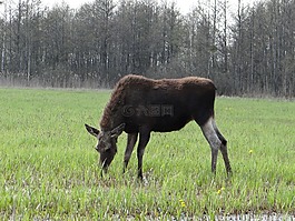 駝鹿,女性,哺乳動物