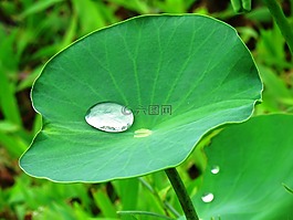 荷葉,一滴水,蓮花
