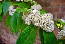 花,白,開(kāi)花