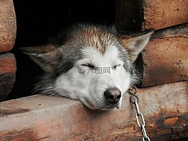 赫斯基,睡眠,國家行動方案