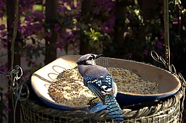鳥,投喂時間,花園