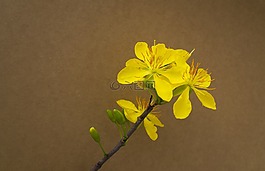 壁紙,豹,春天