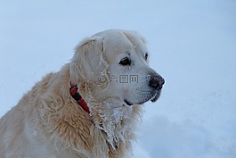 金毛獵犬,狗,寵物