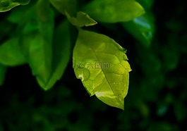 葉,綠色,綠葉