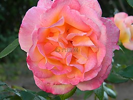 花,玫瑰,愛