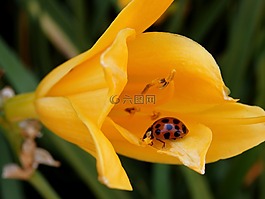 花,瓢蟲(chóng),甲蟲(chóng)