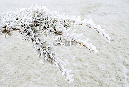 冬天,霜,雪