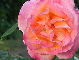玫瑰,花,盛開