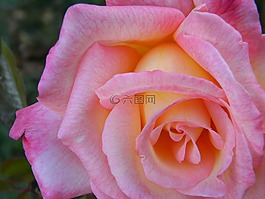 粉紅色,玫瑰,花