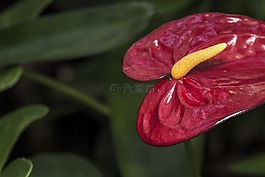花,紅色,突出顯示