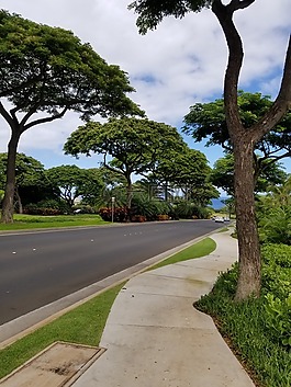 樹(shù),路,自然