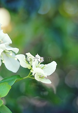 白色的花,花,鮮花
