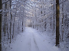 冬天,雪,路径